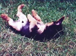 Let Sleeping Dogs Lie