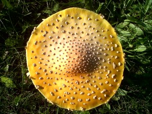 Mushroom2a