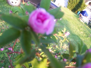 opening spring & pink 011